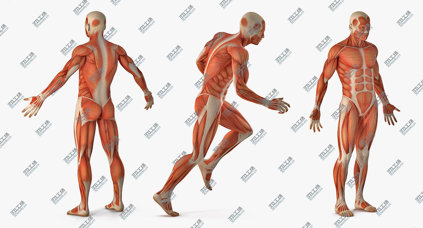 images/goods_img/2021040232/3D model Anatomy Male Muscular System Rigged for Maya/4.jpg